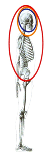 Craniomandibuläre Dysfunktion (CMD)